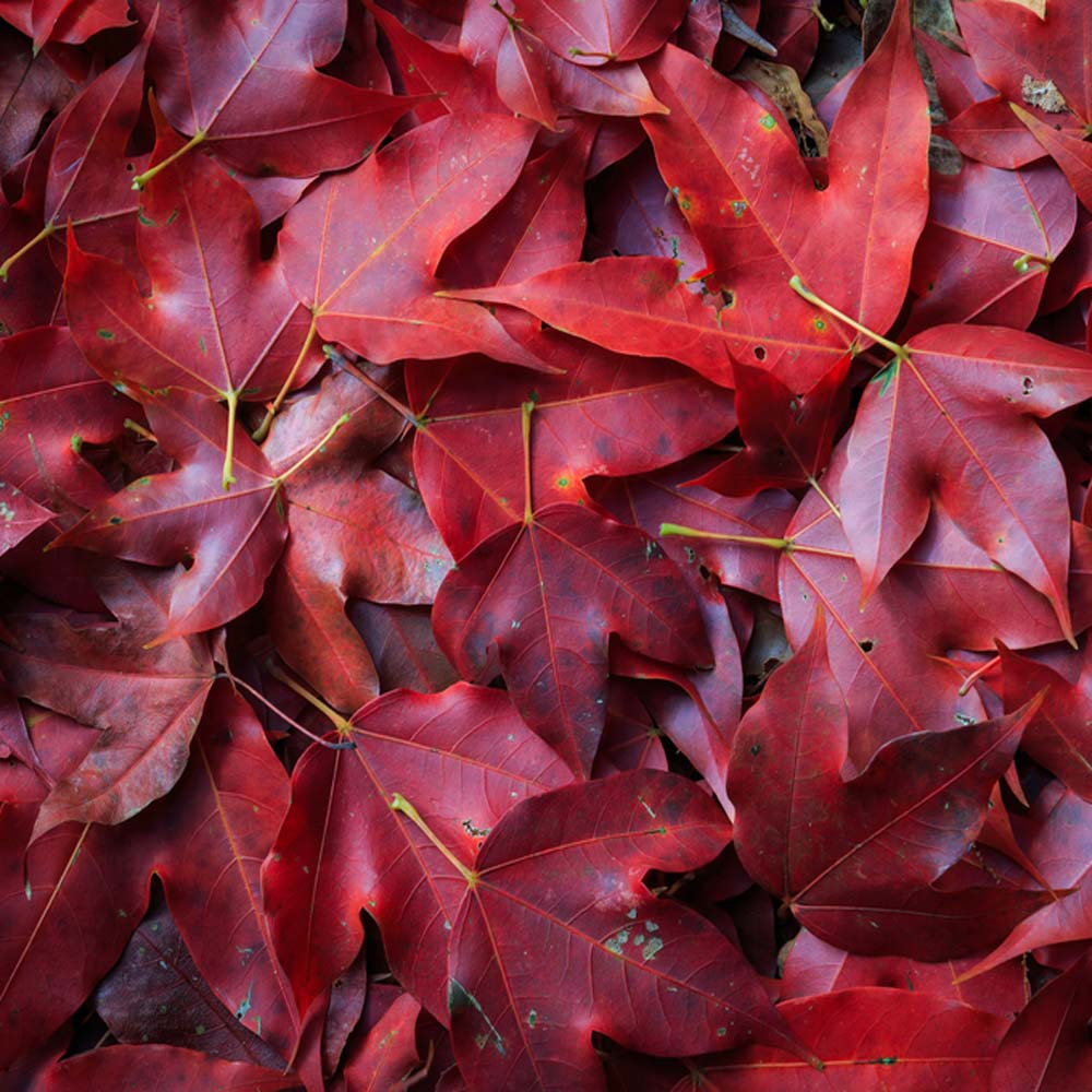 Acer rubrum – Red maple tree 10-12cm girth