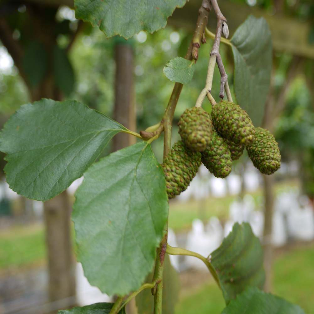 Ольха фото дерева. Ольха Карелия. Горная ольха дерево. Ольха крона. Alnus glutinosa семя.