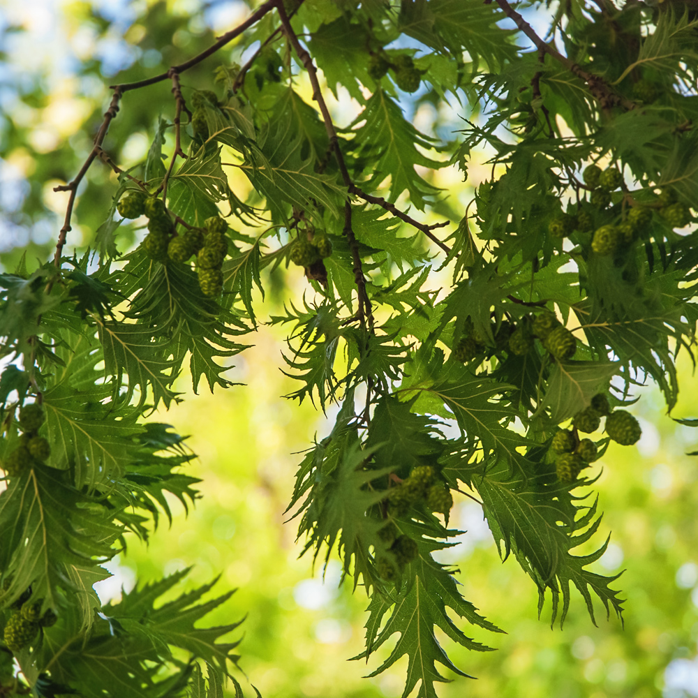 Betula pendula ‘Dalecarlica’ – Swedish Birch 8-10cm girth