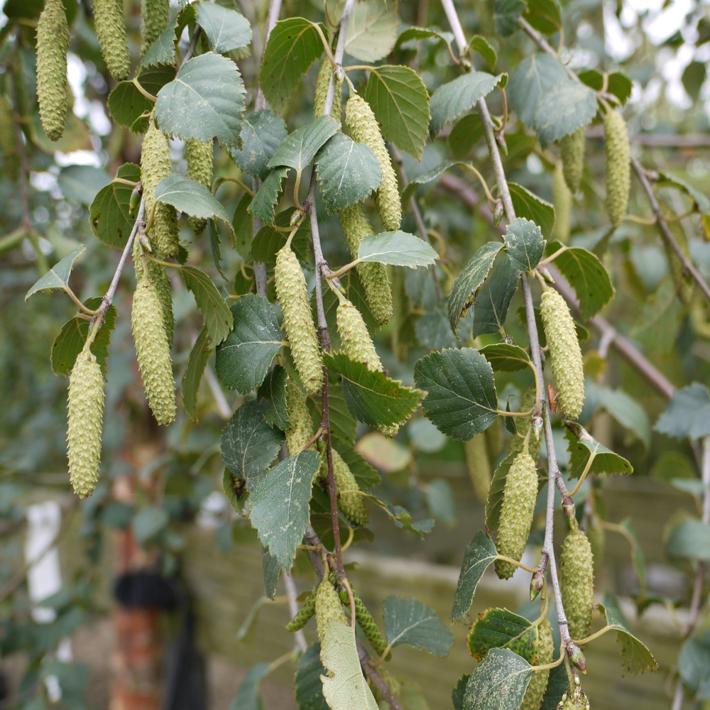 Betula pendula – Silver birch tree – Larger Size potted rootballs