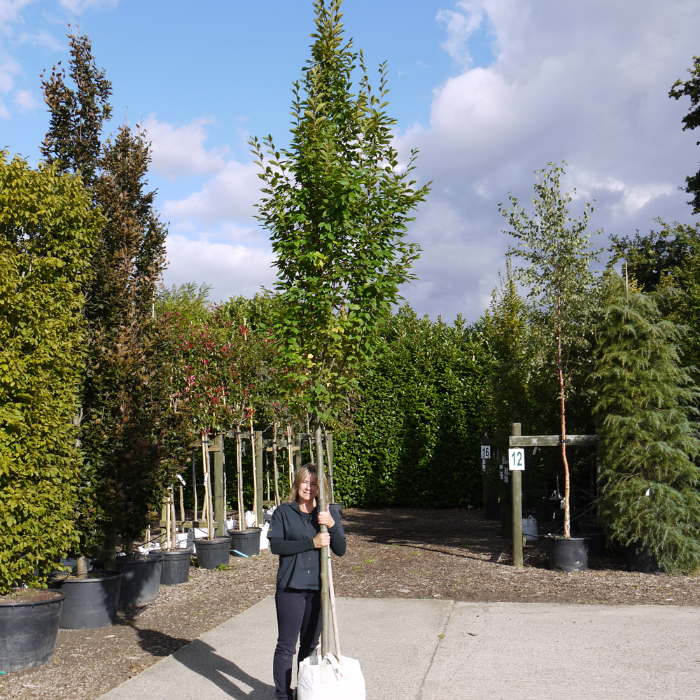 Carpinus betulus Fastigiata – Upright Hornbeam tree 12-14cm girth standard
