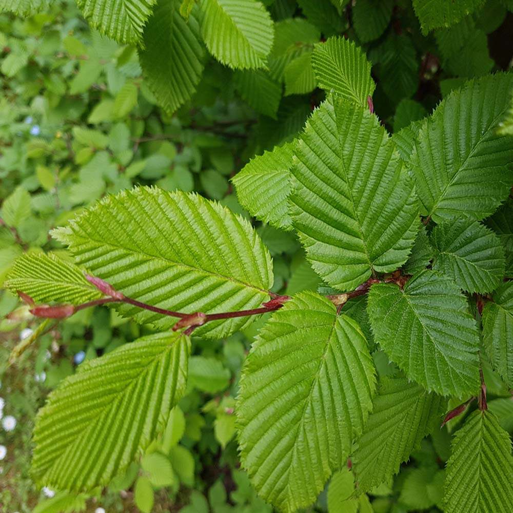 Carpinus betulus – Hornbeam tree 12-14cm girth std