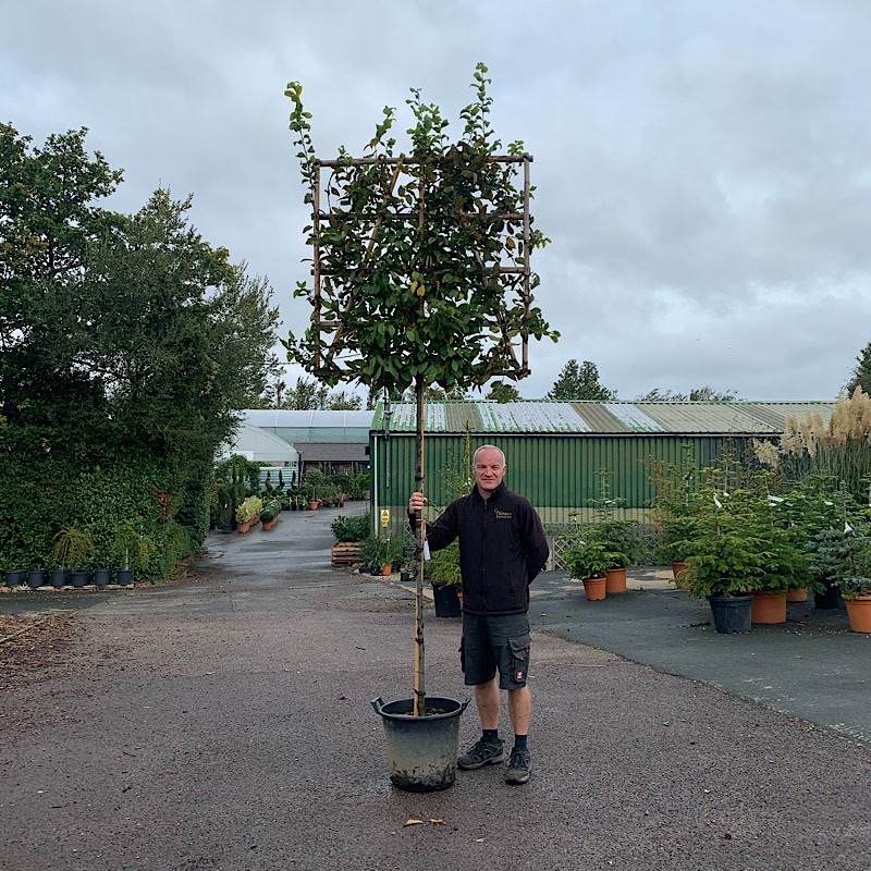 Carpinus betulus – Pleached Hornbeam Tree 8-10cm girth
