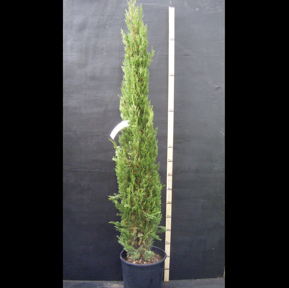 Cupressus sempervirens ‘Pyramidalis’ – Italian cypress tree 1.25-1.5m tall