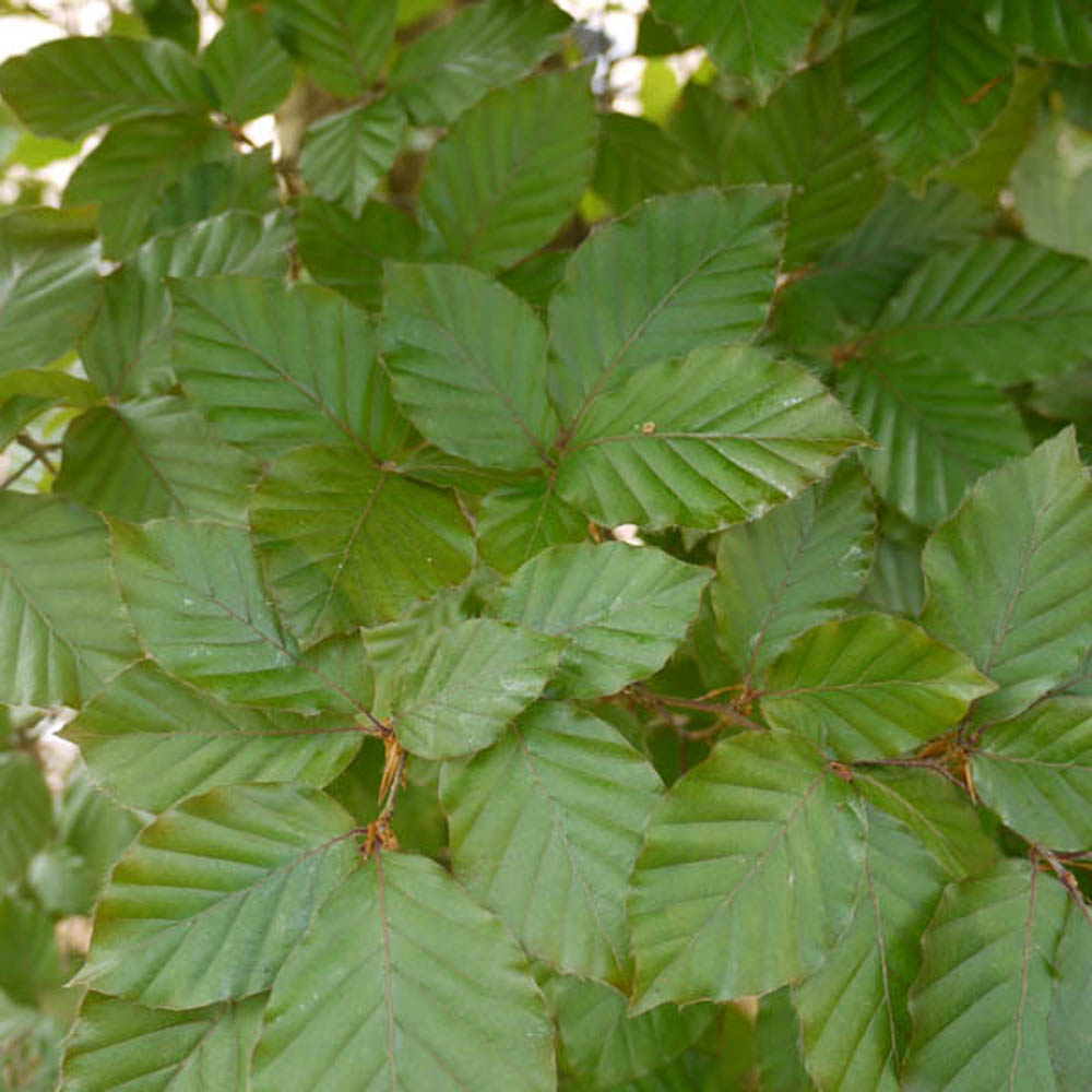 Fagus sylvatica – Feathered Green beech tree 8-10cm girth