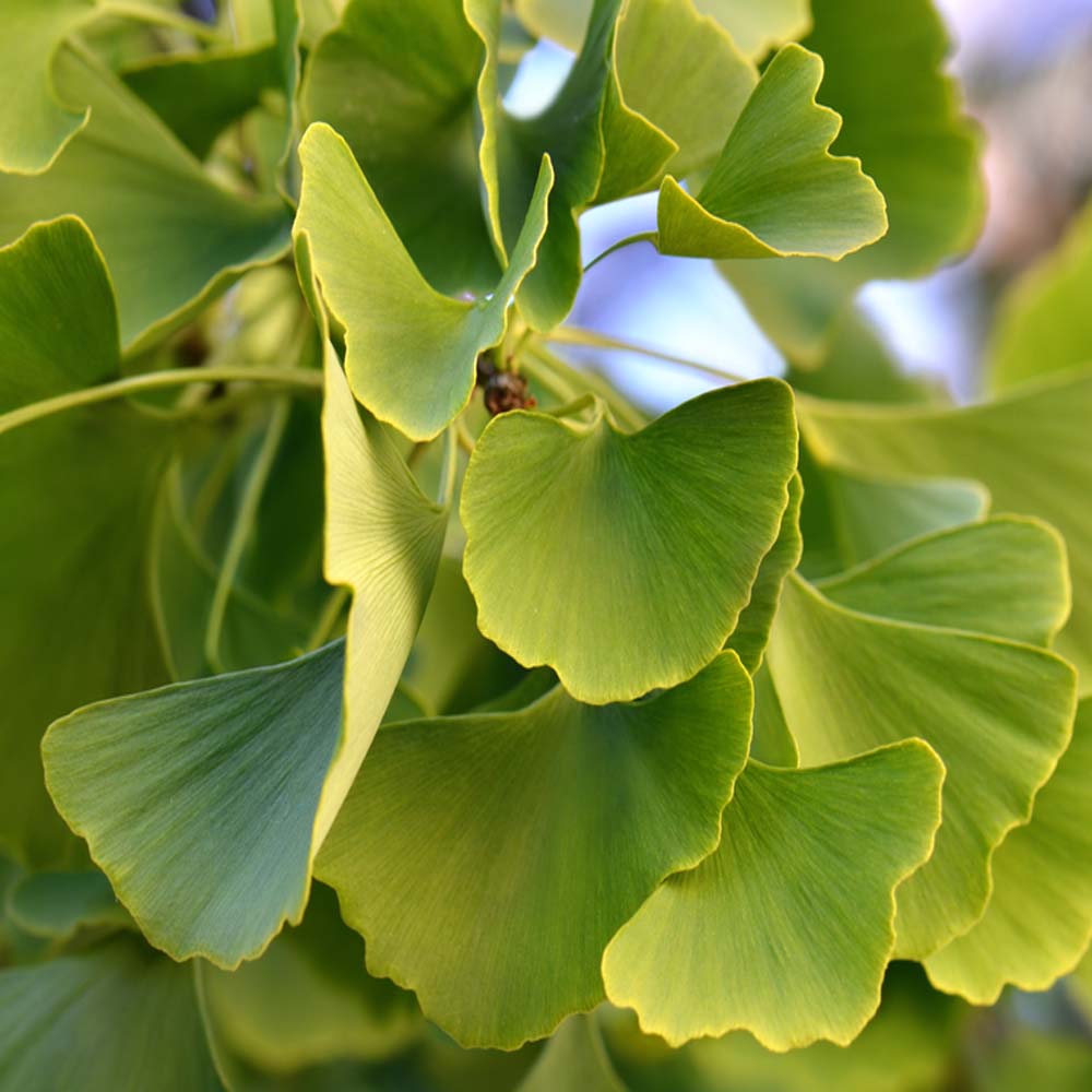 Ginkgo biloba – Maidenhair tree 8-10cm girth