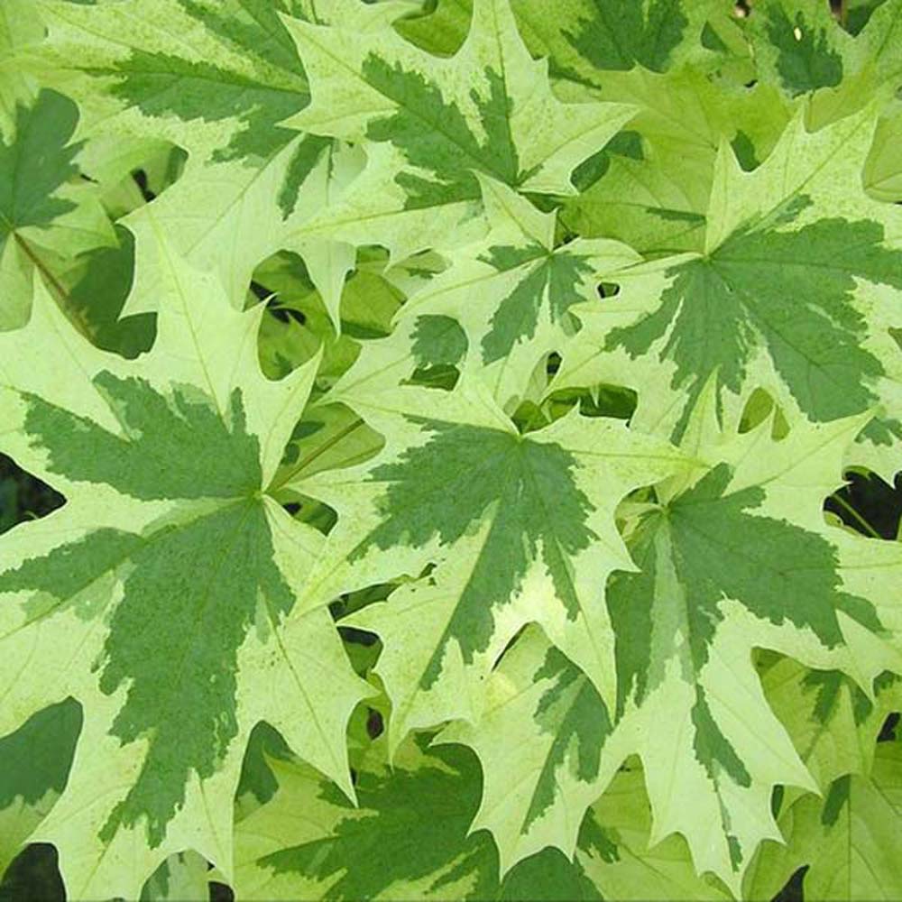 Acer platanoides ‘Drummondii’ – Norway Maple 6-8cm girth