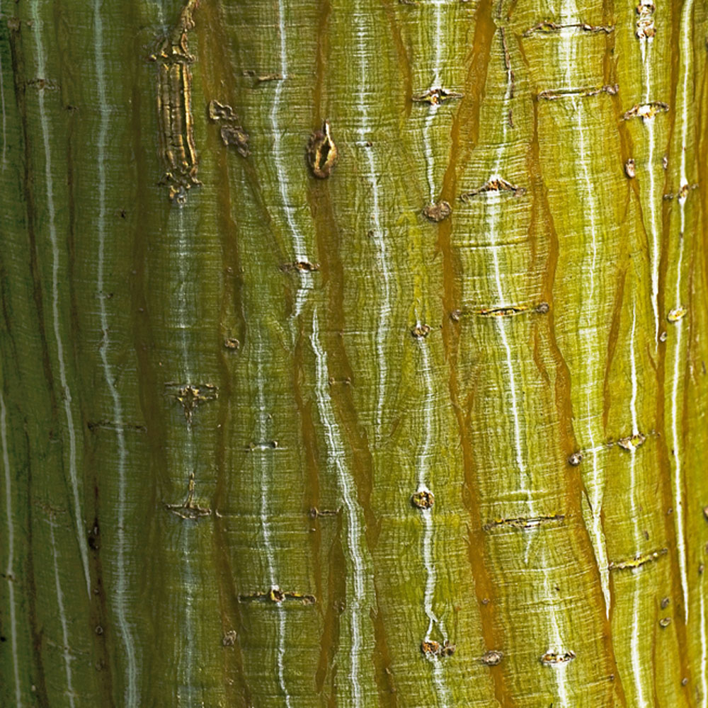 Acer rufinerve – Snake-bark maple tree 8-10cm girth