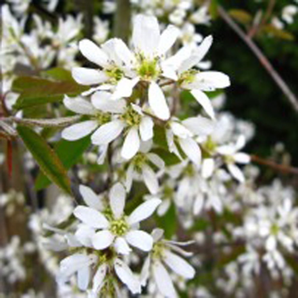 Amelanchier arborea ‘Robin Hill’ – Serviceberry tree 6cm girth