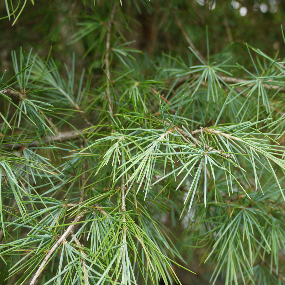Cedrus deodara – Deodar Cedar tree 2-2.25m tall