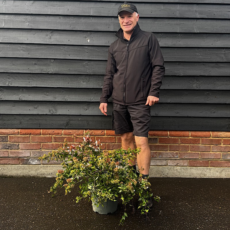 Abelia x grandiflora 10 Litre