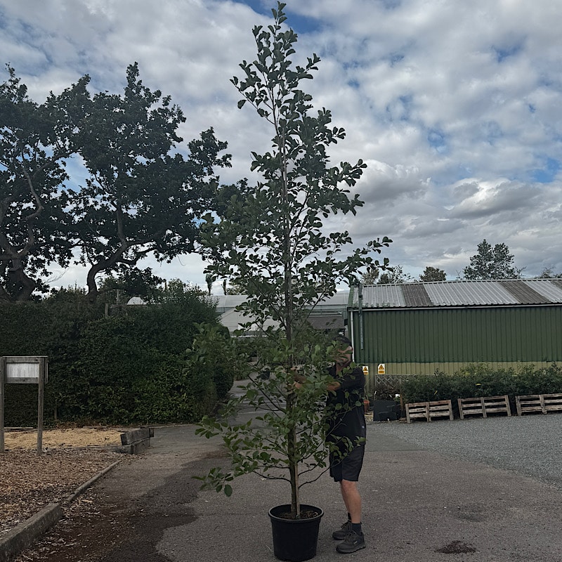 Alnus glutinosa – Common alder tree 8-10cm girth