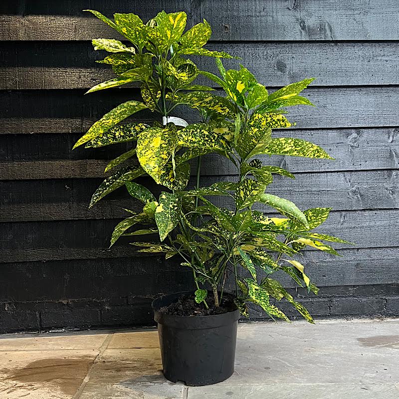Aucuba japonica ‘Crotonifolia’ – Spotted laurel 10 Litre 60-80cm tall