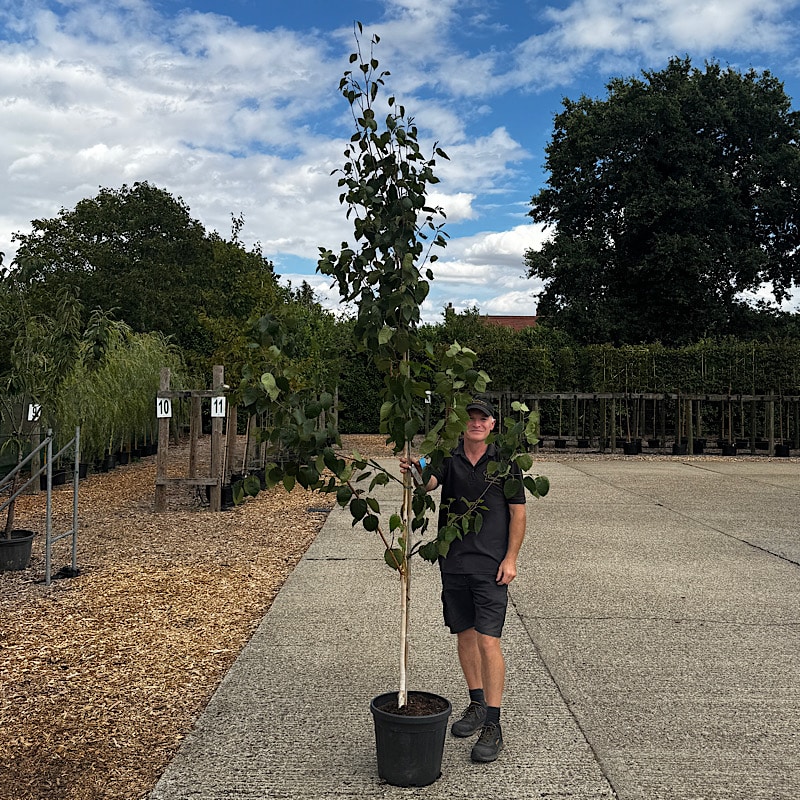 Betula utilis ‘Jacquemontii’ – Himalayan birch tree 6-8cm girth 25ltr