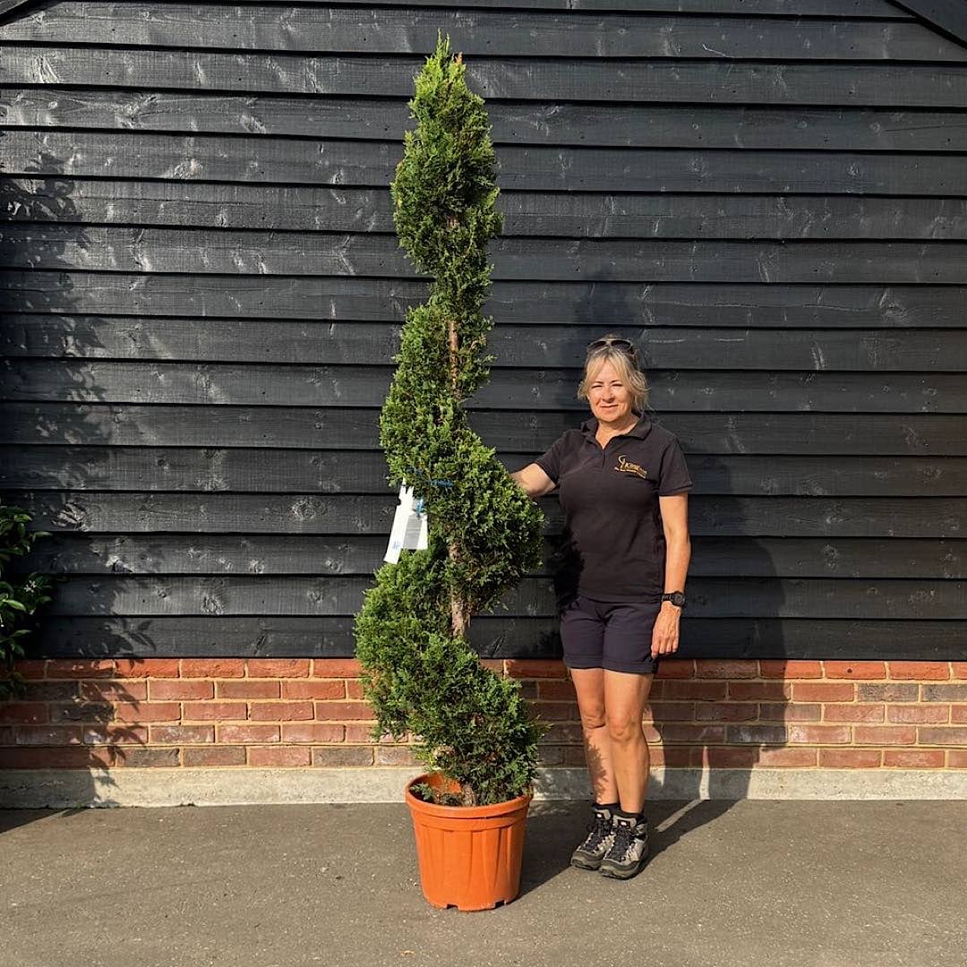 Cupressocyparis leylandii ‘Castlewellan Gold’ Spiral 1.6-1.8m tall