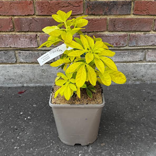 Choisya ternata ‘Sundance’ – Mexican orange blossom 4.5 Litre