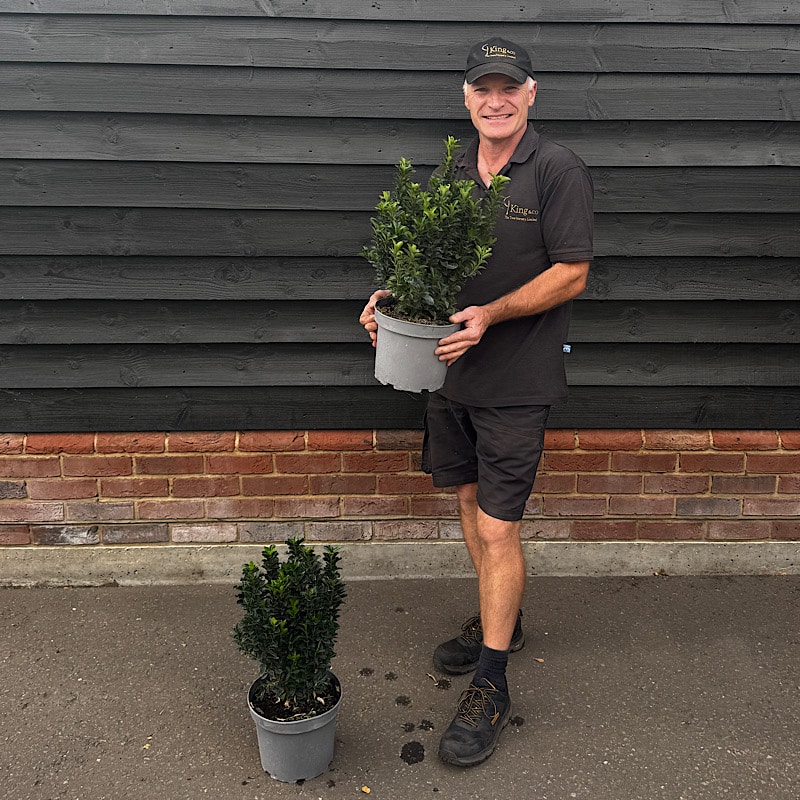 Euonymus japonicus ‘Jean Hugues’ – Euonymus Jean Hugues 5 litre