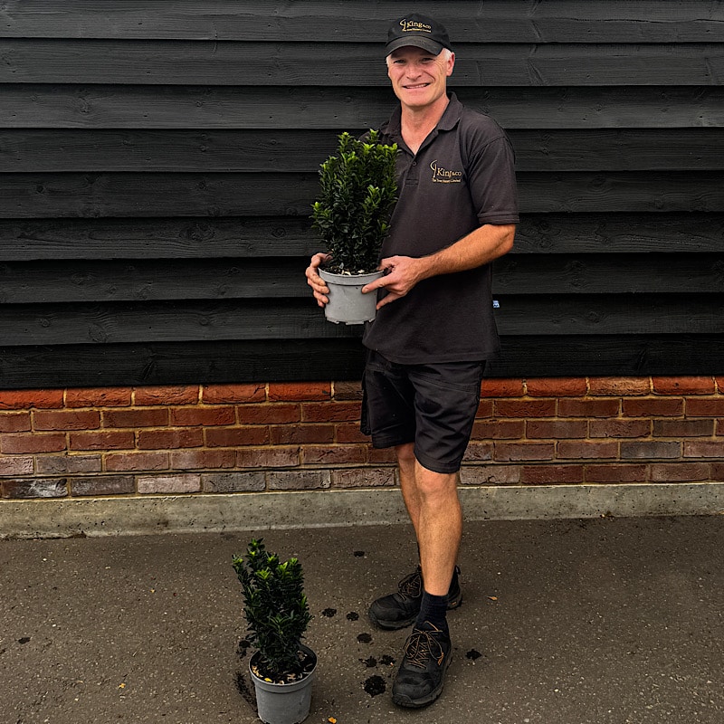 Euonymus japonicus ‘Jean Hugues’ – Euonymus Jean Hugues 2 litre