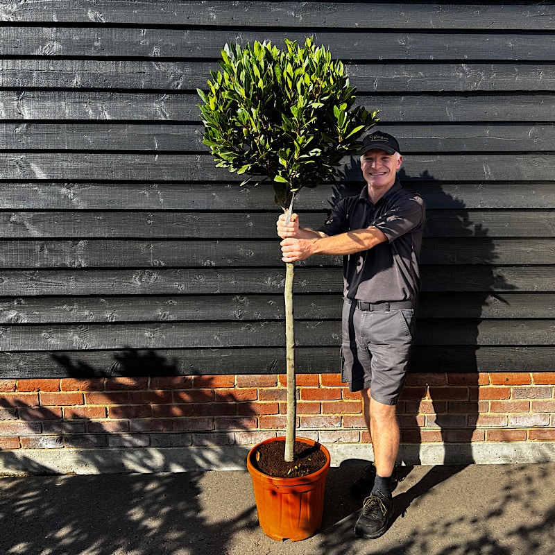 Laurus nobilis – Bay 3/4 Standard