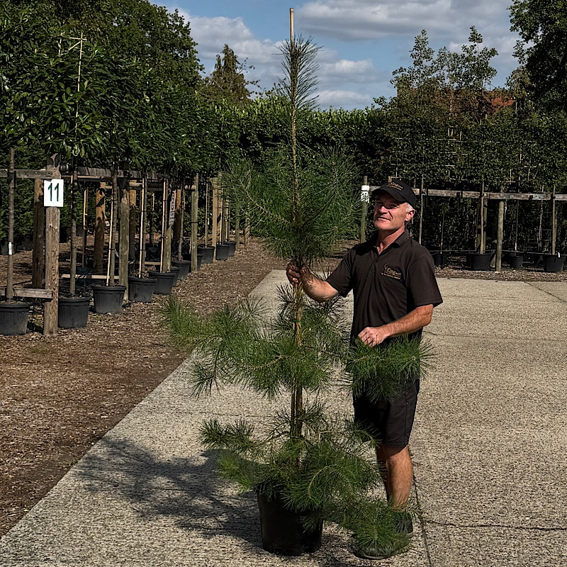 Pinus sylvestris – Scots pine 1.75-2m tall