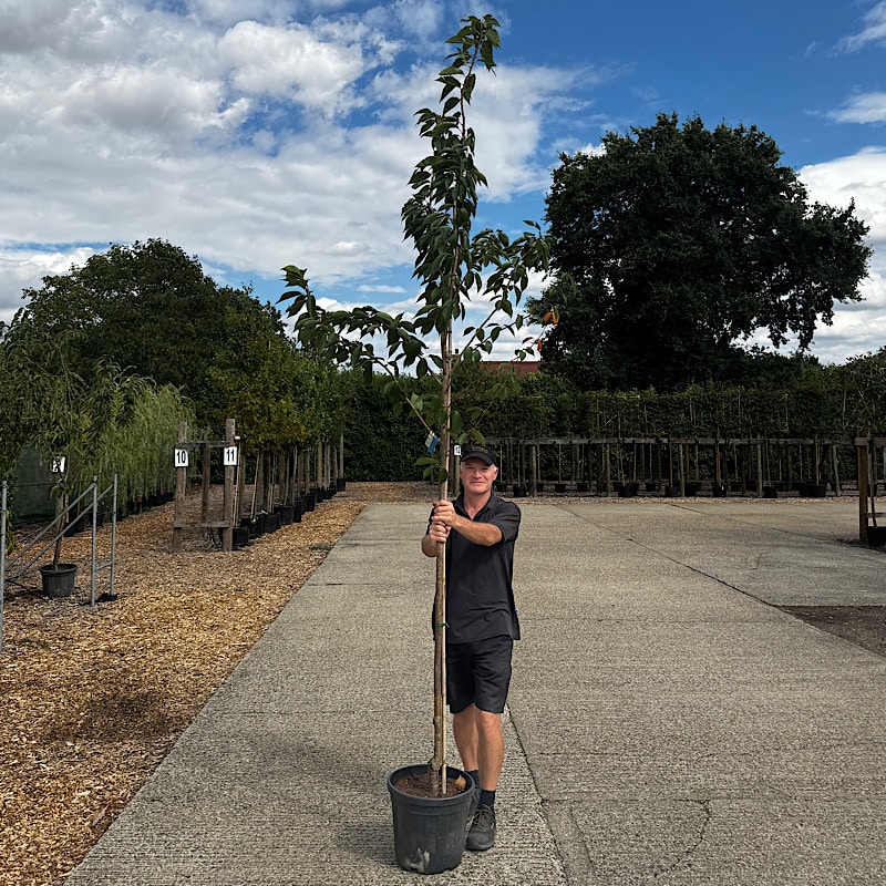 Prunus ‘Kanzan’ – Pink Ornamental Cherry 8-10cm girth 25lt