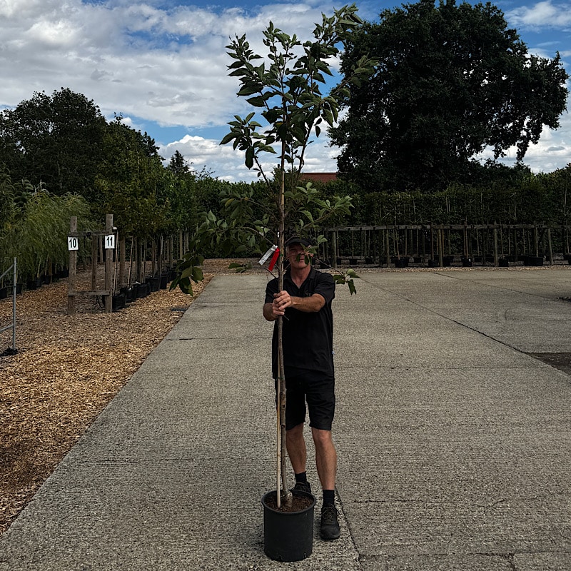 Prunus ‘Pink Perfection’ – Pink Ornamental Cherry 6-8cm girth
