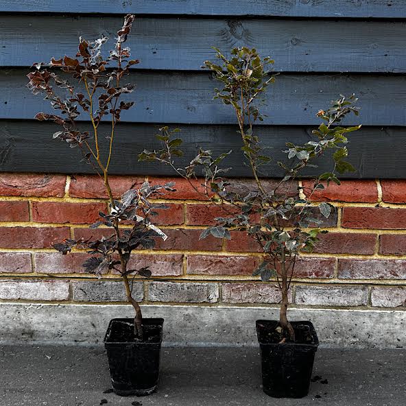Fagus sylvatica ‘Purpurea’ – Purple beech 2 Litre