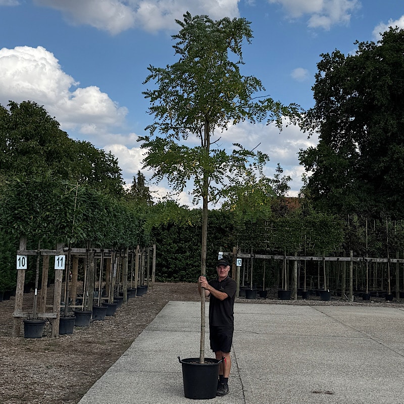 Robinia pseudoacacia ‘Semperflorens’ 16-18cm girth