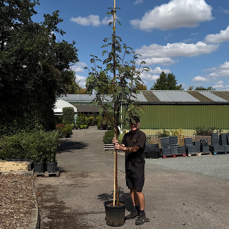 Sorbus hupehensis – Rowan tree 8-10cm girth 25lt
