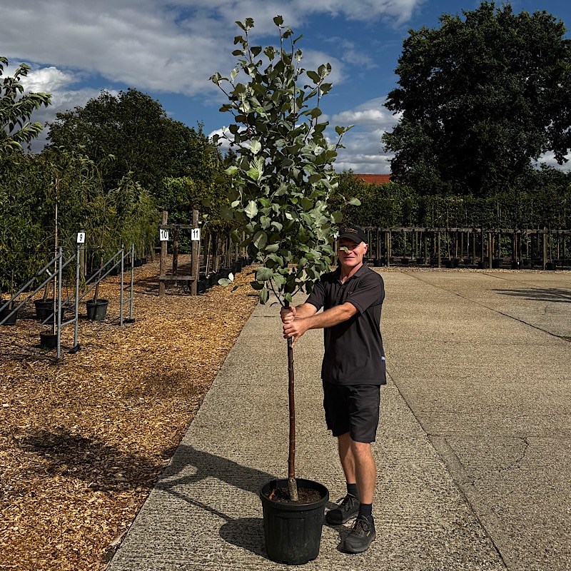 Sorbus aria ‘Lutescens’ – Whitebeam 8-10cm girth