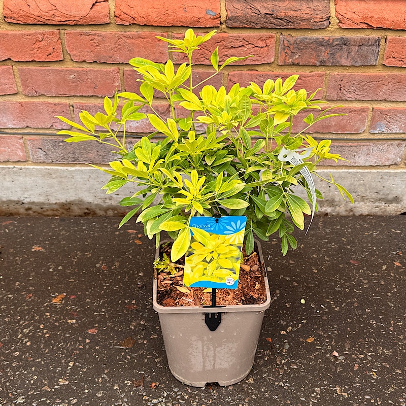 Choisya ternata ‘Sundance’ – Mexican orange blossom 4.5 Litre