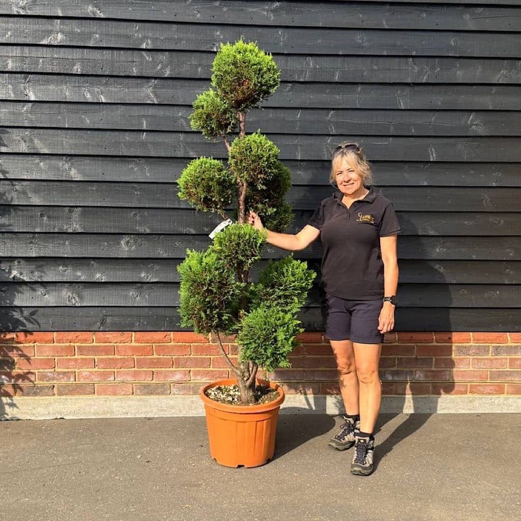 leylandii castewellan gold pom pom