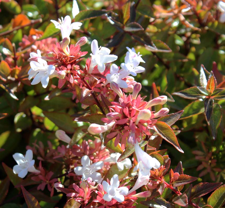 Abelia x grandiflora Compacta 10 Litre