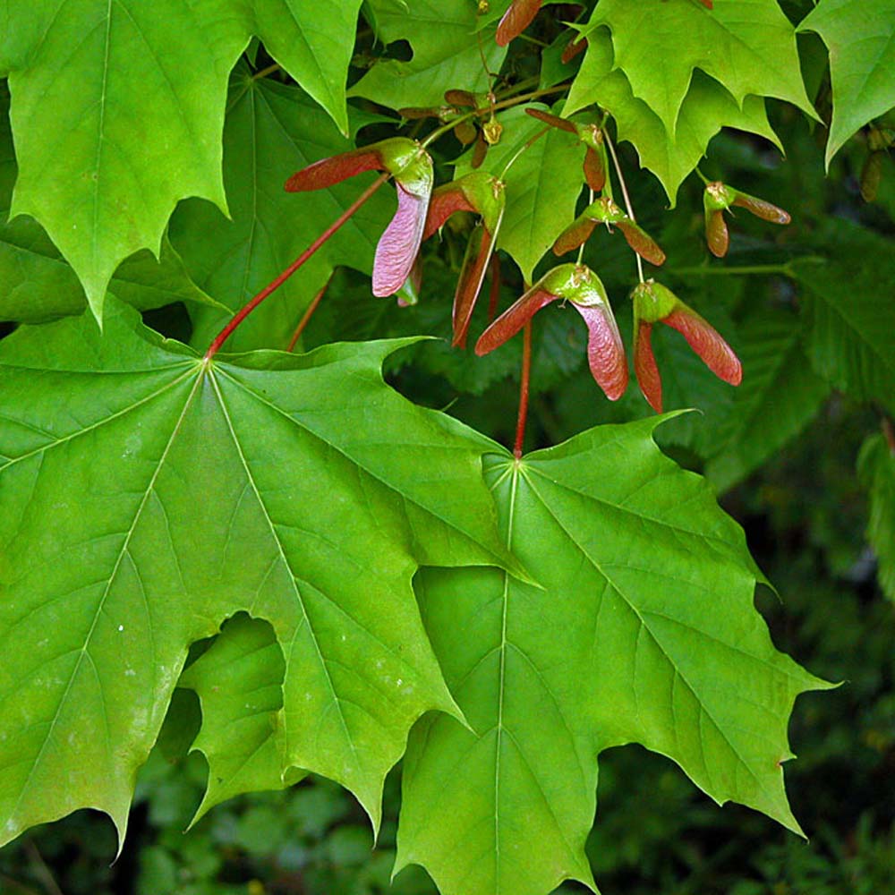 Norway maple – Acer platanoides (Bare Root Plants) 40-60cm