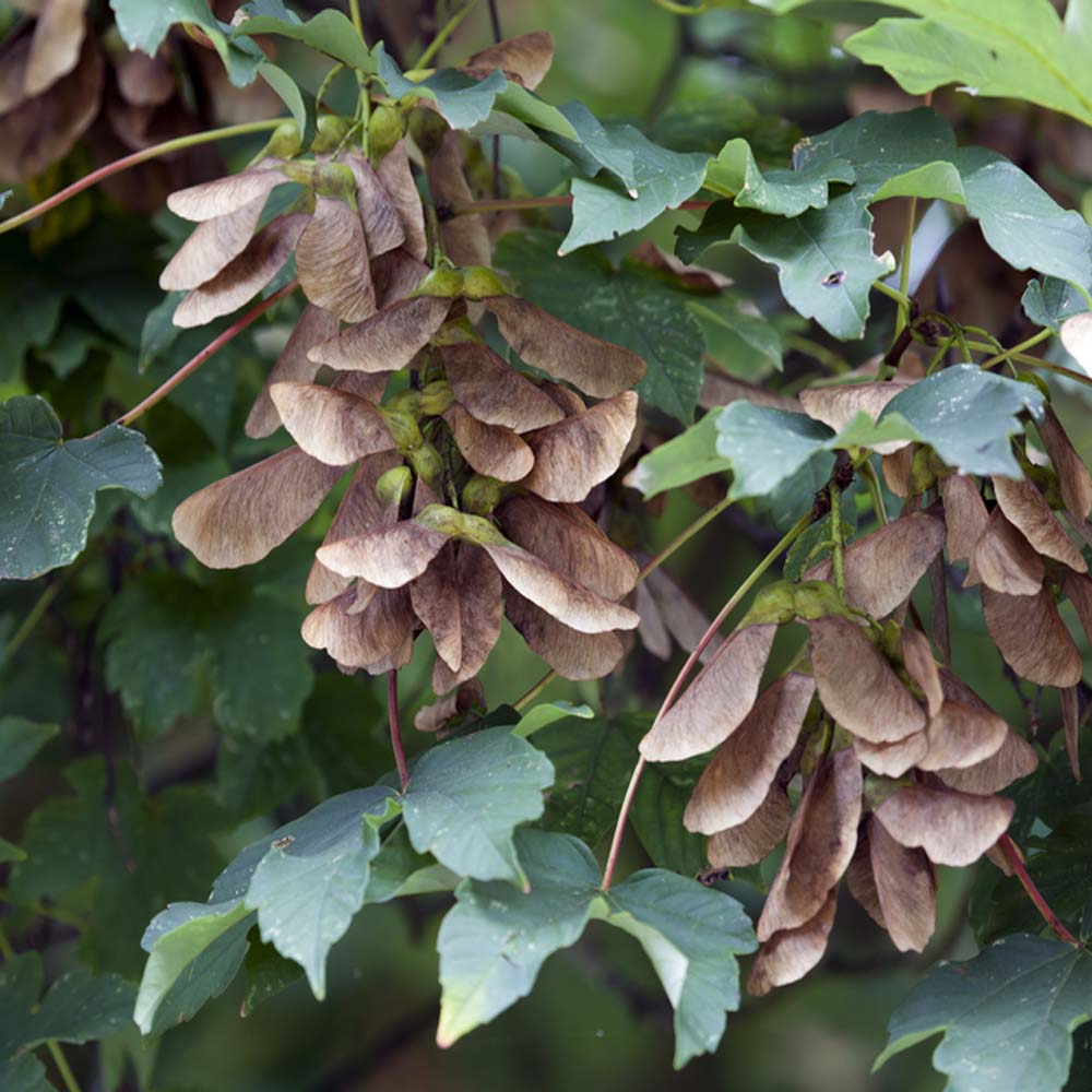 Sycamore – Acer pseudoplatanus (Bare Root Plants) 40-60cm