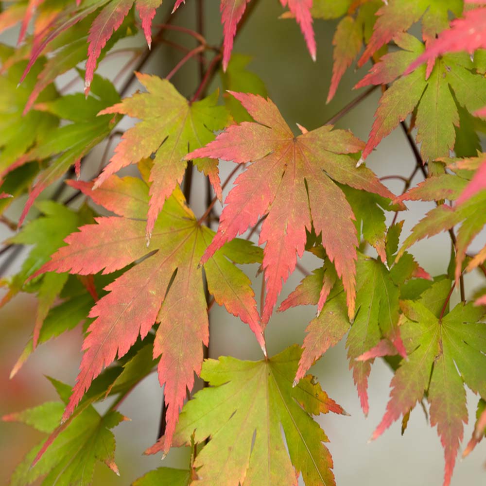 Acer palmatum – Japanese maple 10 Litre