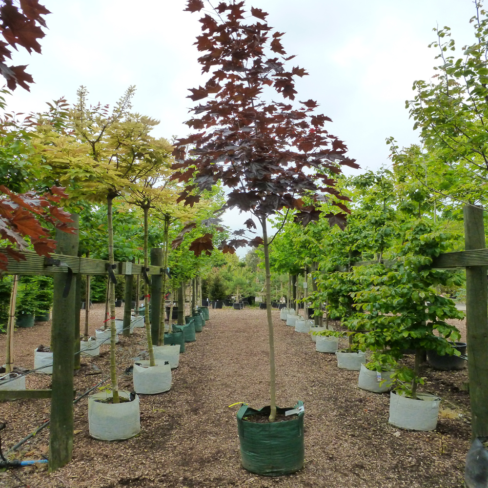 Acer platanoides ‘Royal Red’ – Norway maple tree 10-12cm girth