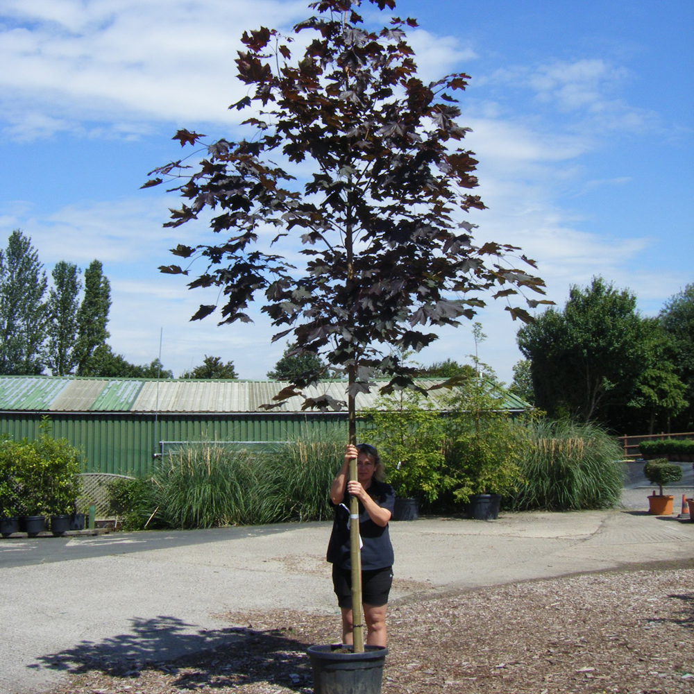 Acer platanoides ‘Royal Red’ – Norway maple tree 12-14cm girth