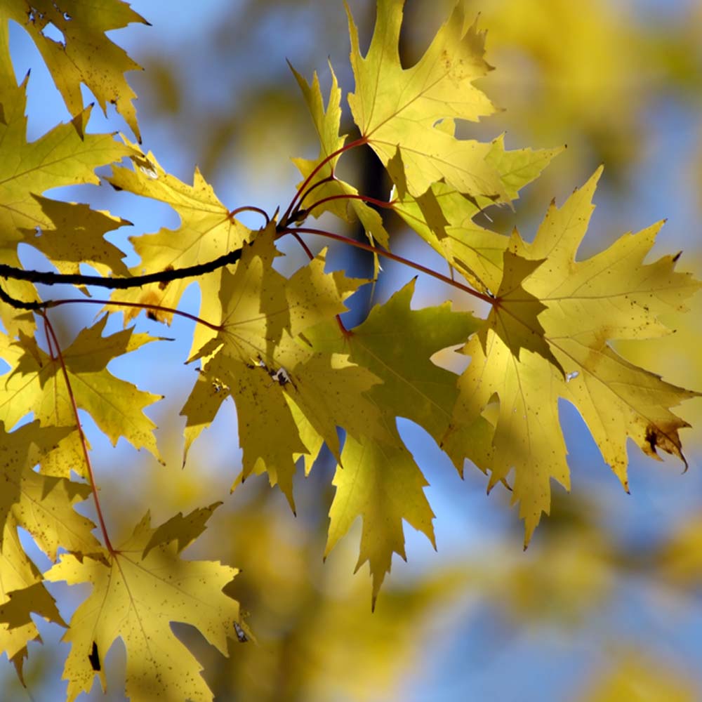 Silver maple – Acer saccharinum (Bare Root Plants) 40-60cm