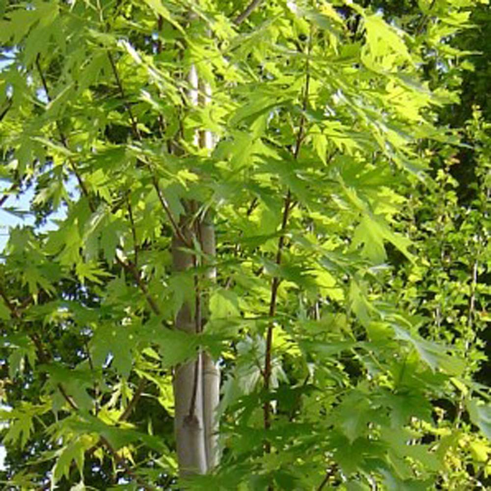 Buy Silver Maple Tree (Acer saccharinum), FREE SHIPPING, Wilson Bros  Gardens