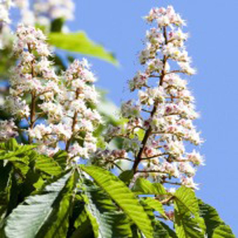 Horse chestnut – Aesculus hippocastanum (Bare Root Plants) 40-60cm