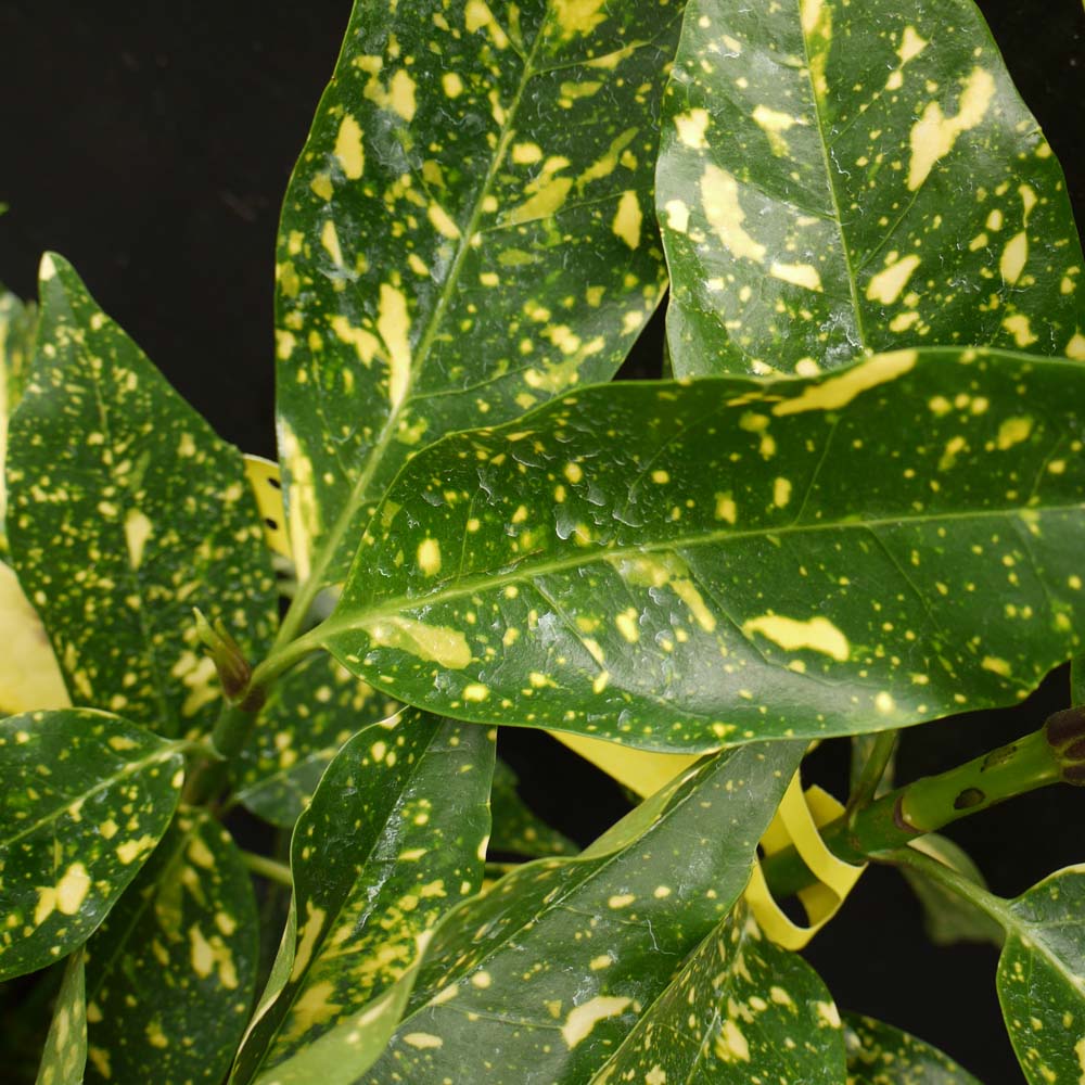 Variegated Laurel Plants For Sale Aucuba Japonica Variegata King Variegated Laurel Plants For Sale Aucuba Japonica Variegata King
