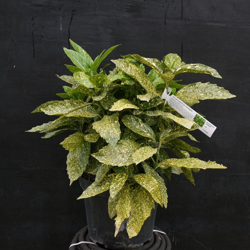 Aucuba japonica ‘Variegata’ – Spotted laurel 10 Litre