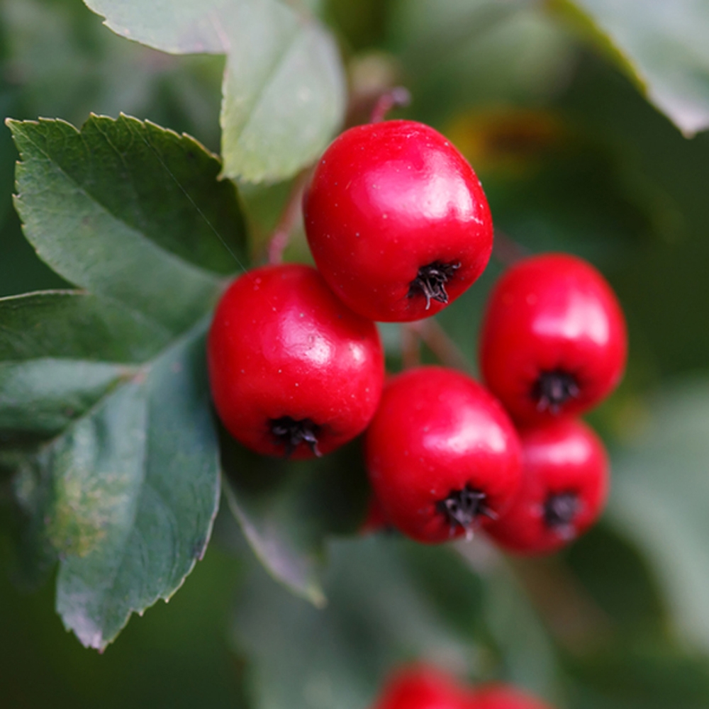 Hawthorn – Crataegus monogyna (Bare Root Plants) 40-60cm