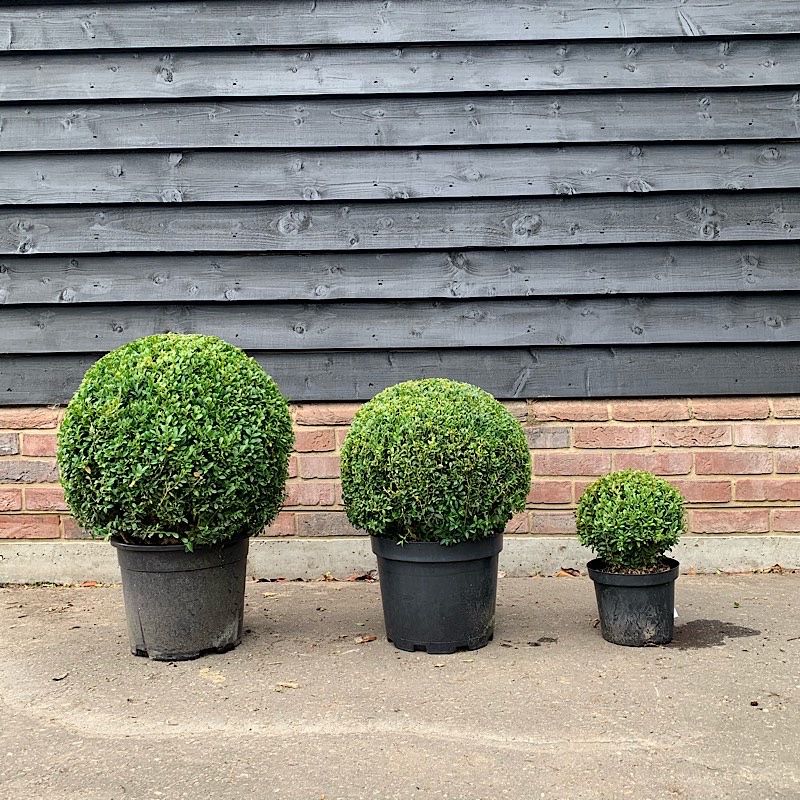 Buxus sempervirens – Common Box – Topiary Ball