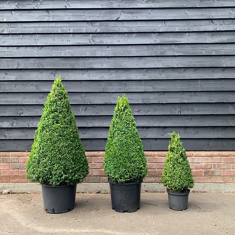 Buxus sempervirens – Common Box – Topiary Cone