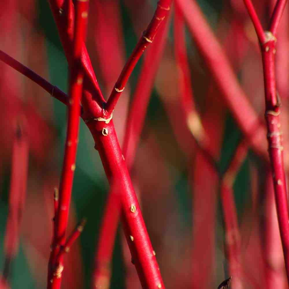 Siberian dogwood – Cornus alba ‘Sibirica’ (Bare Root Plants) 40-60cm