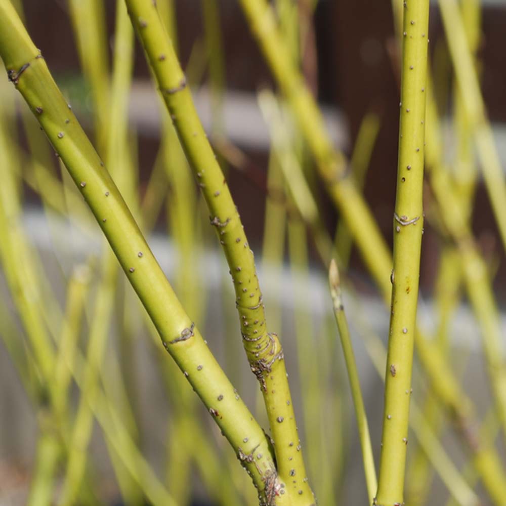 Yellow dogwood – Cornus stolonifera ‘Flaviramea’ (Bare Root Plants) 40-60cm