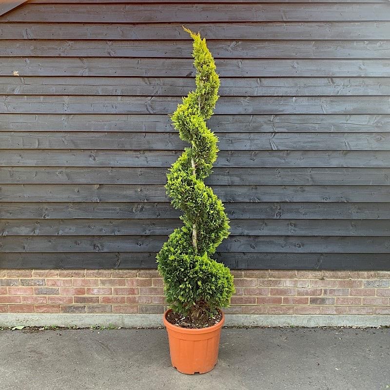 Cupressocyparis leylandii ‘Gold Rider’ Spiral 1.6-1.8m tall