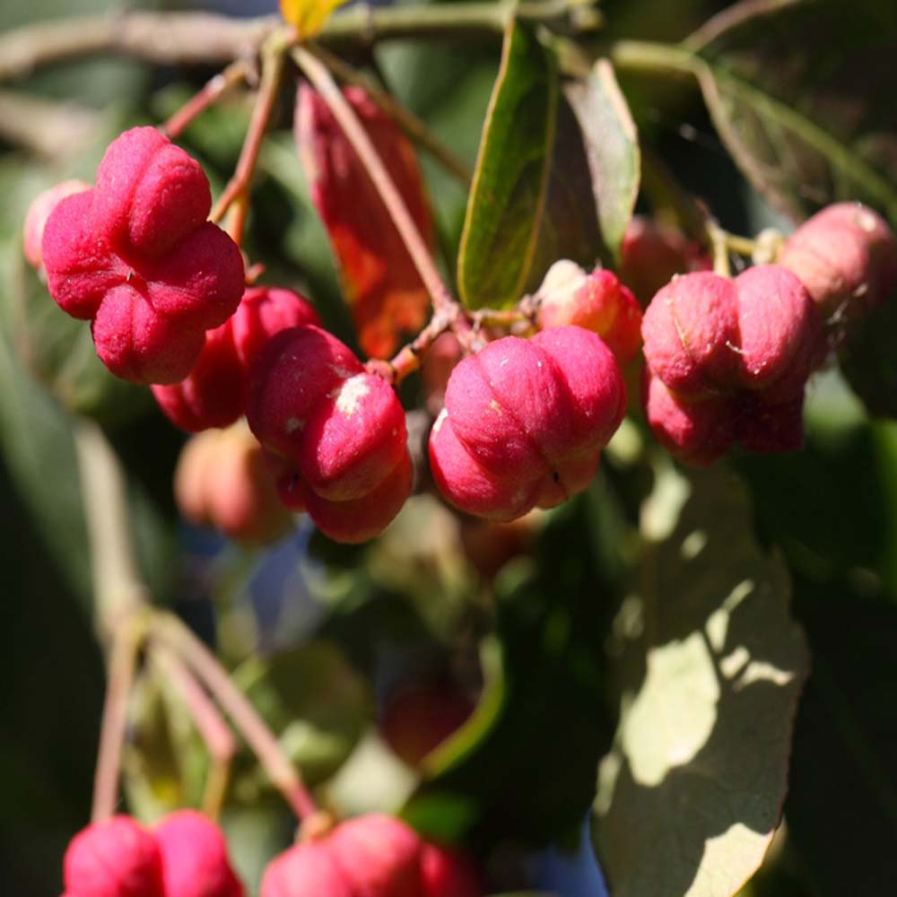 Spindleberry – Euonymus europaeus (Bare Root Plants) 40-60cm